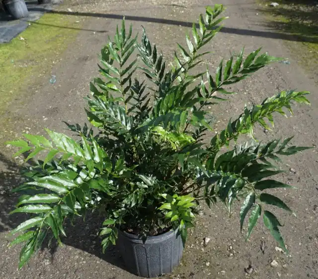 Циртомиум серповидный (Cyrtomium falcatum)