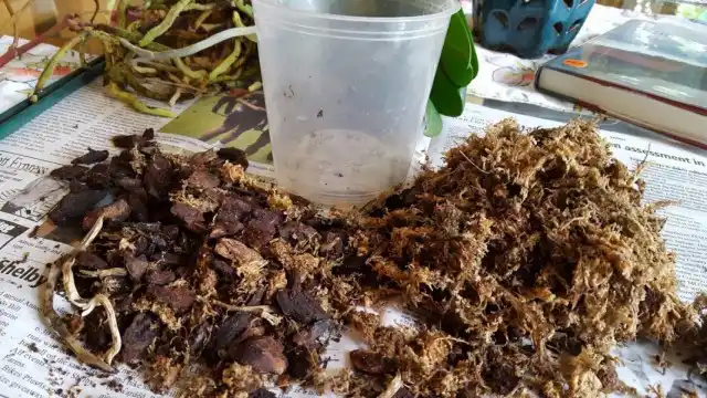 Специальный субстрат для выращивания орхидей в комнатных условиях