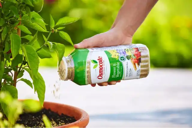 Подкормка комнатных растений гранулированным удобрением