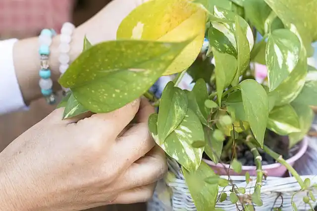 Признаки нехватки питательных веществ у комнатного растения