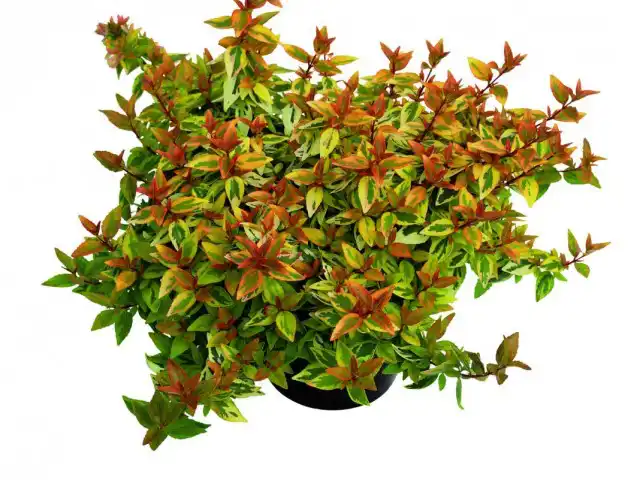 Абелия крупноцветковая (Abelia x grandiflora)