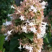 Абелия китайская (Abelia chinensis)
