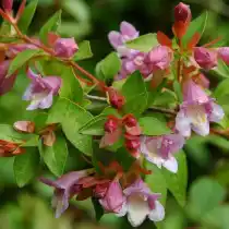 Абелия мелколистная (Abelia parvifolia)