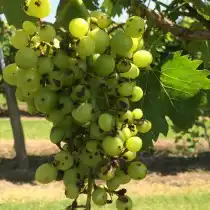 Антракноз на винограде
