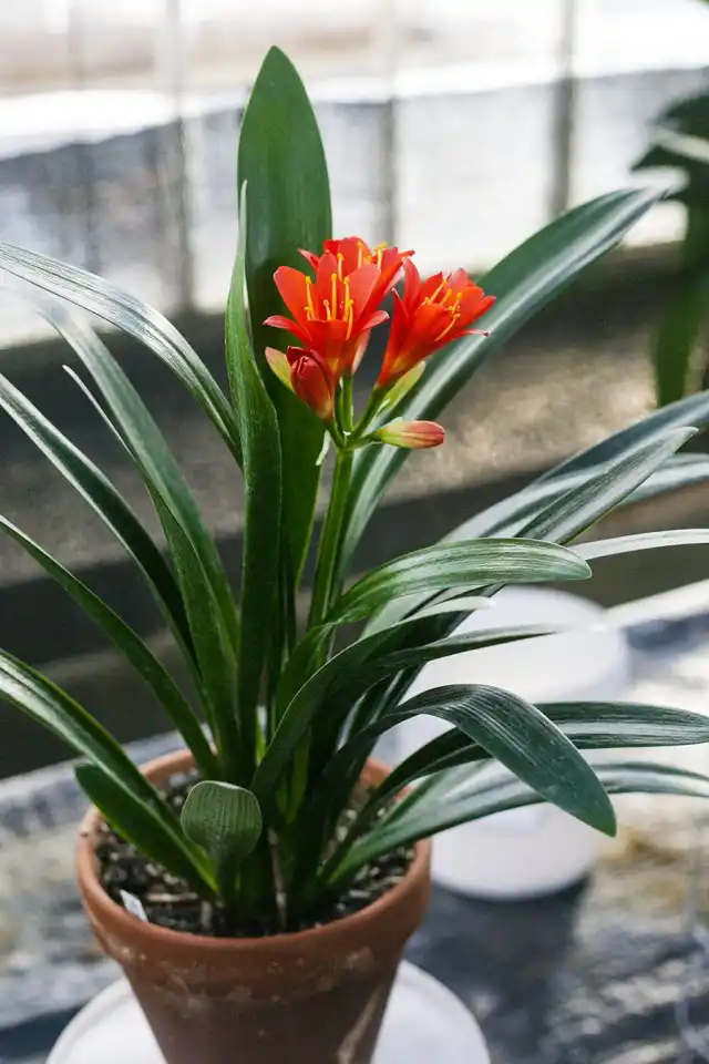 Кливия киноварная (Clivia Miniata)