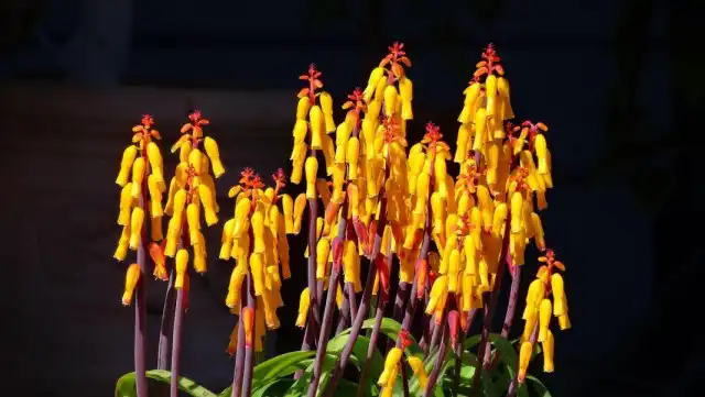 Лашеналия алоэвидная, или лахеналия алоэвидная (Lachenalia aloides)