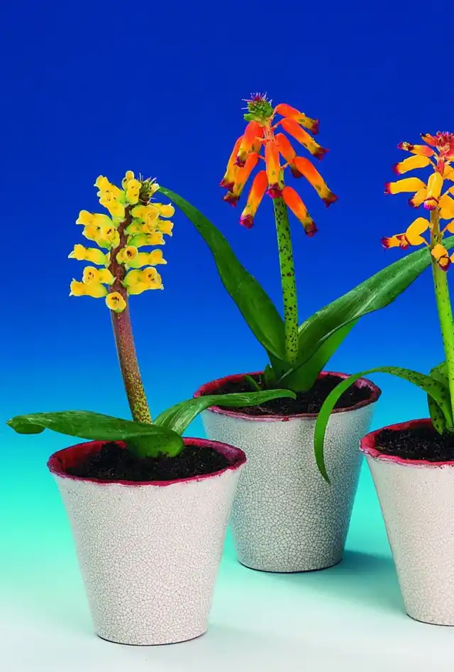 Лашеналия алоэвидная, или лахеналия алоэвидная (Lachenalia aloides)