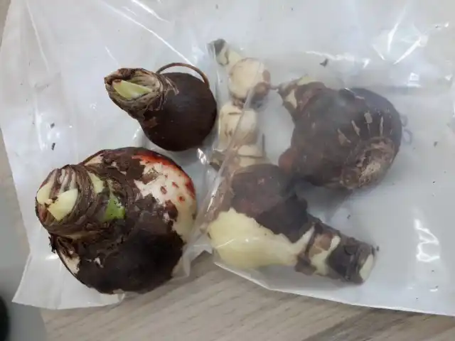 Стагоноспороз, или Красный ожог, или Красная гниль на луковицах Амариллиса