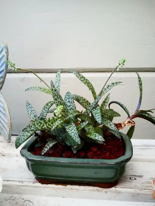 Ледебурия общественная (Ledebouria socialis)