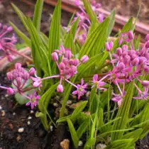 Ледебурия Купера (Ledebouria cooperi)