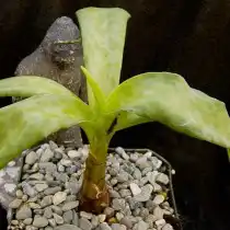 Ледебурия желтая (Ledebouria luteola)