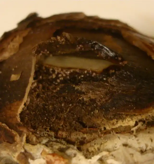 Признаки повреждения луковицы корневым клещом