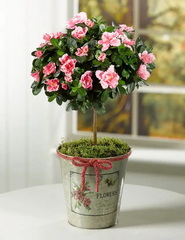 Азалия (Azalea), или Рододeндрон (Rhododendron)
