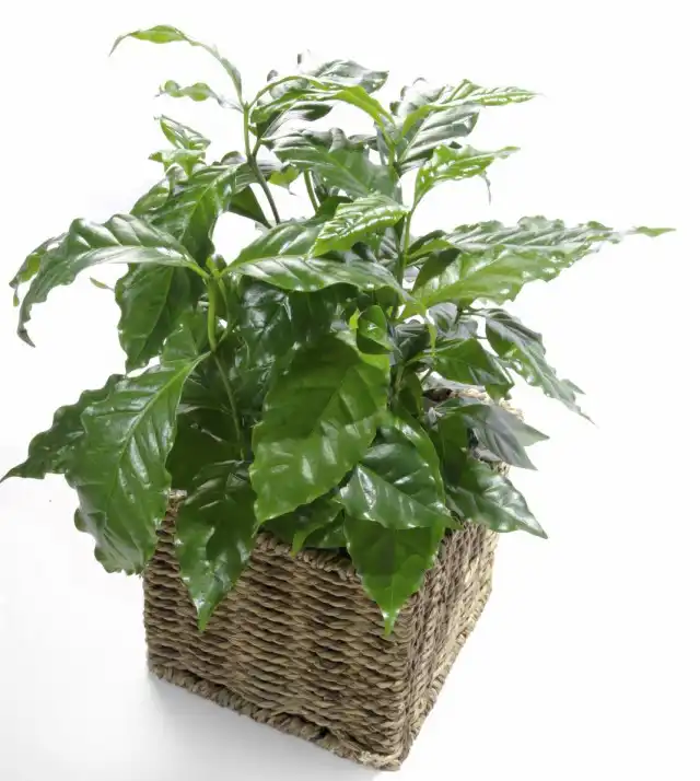 Кофе, или Кофейное дерево (Coffea)