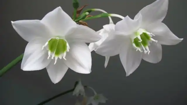 Эухарис, или амазонская лилия (Eucharis)