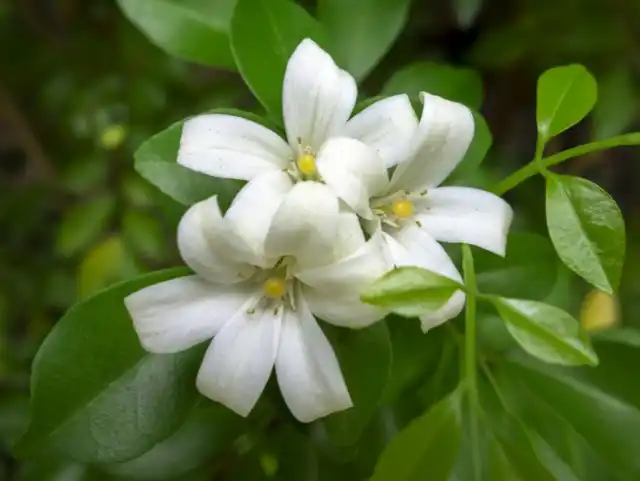 Муррайя метельчатая (Murraya paniculata)