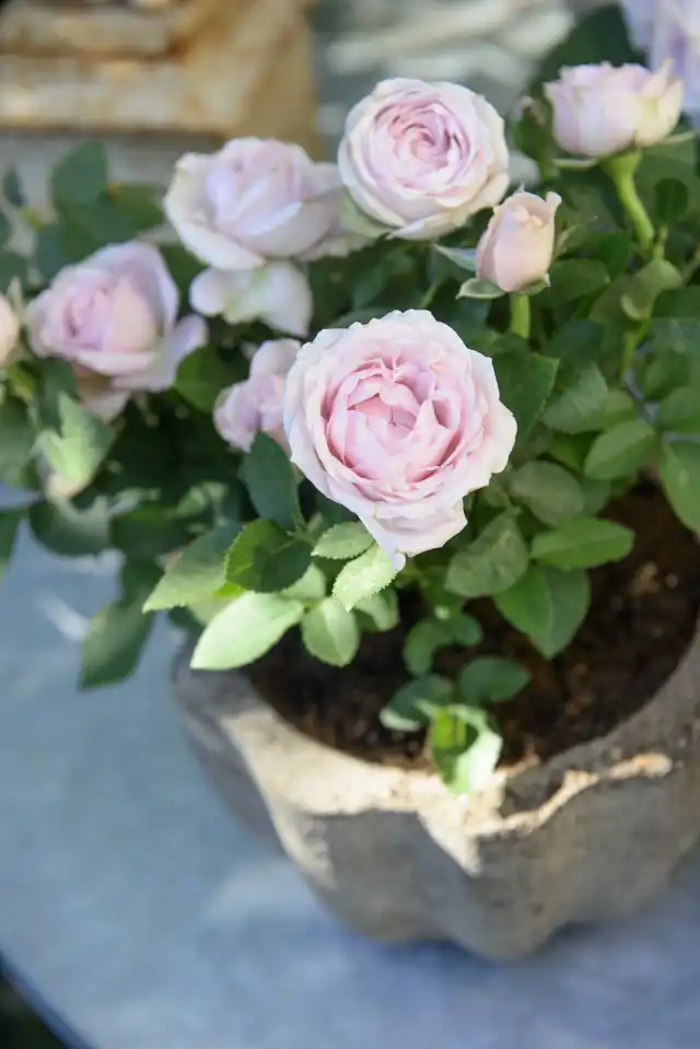Роза (Rosa)