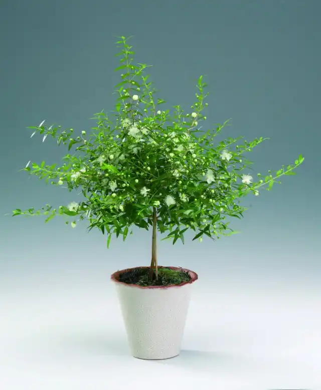 Мирт (Myrtus)
