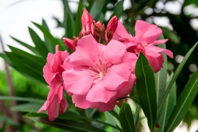 Олеандр (Nerium oleander)