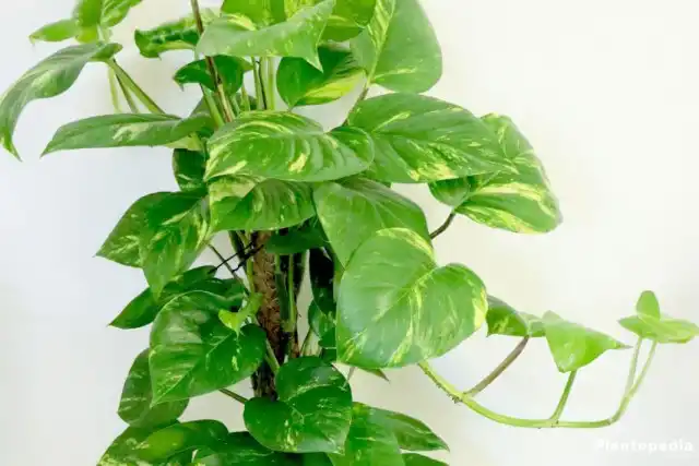 Филодендрон (Philodendron)