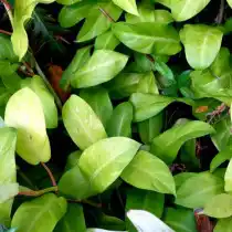 Филодендрон красноватый, или Филодендрон краснеющий (Philodendron erubescens)