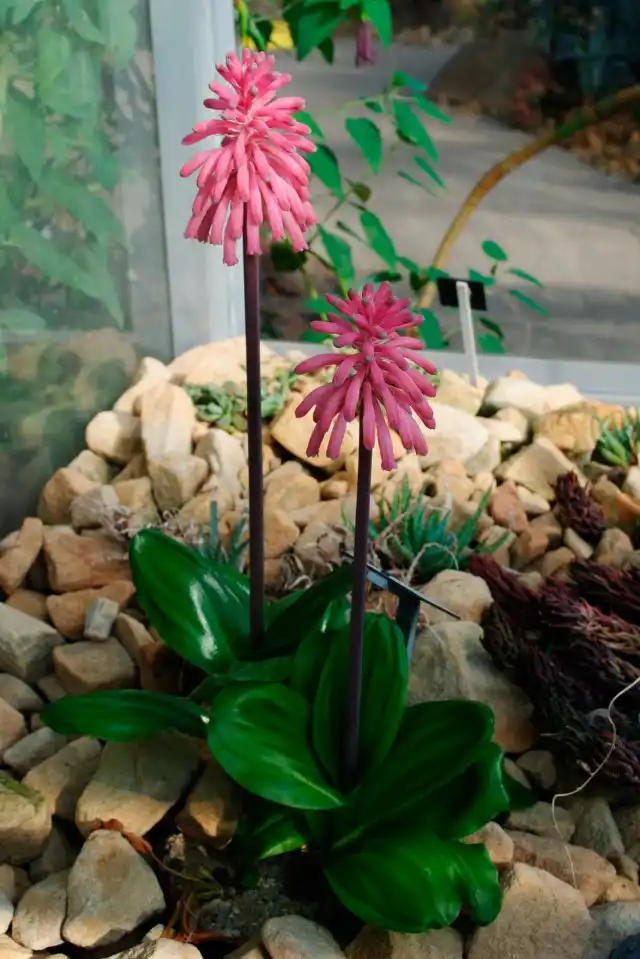 Вельтгеймия (Veltheimia)