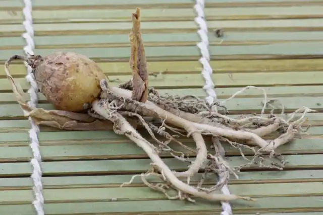 Луковица вельтгеймии