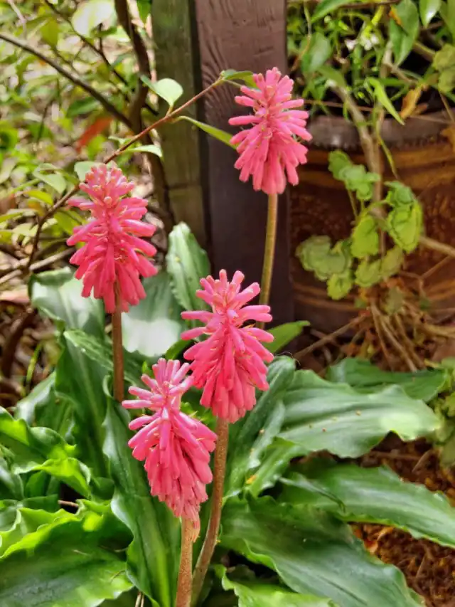 Вельтгеймия капская (Veltheimia capensis)