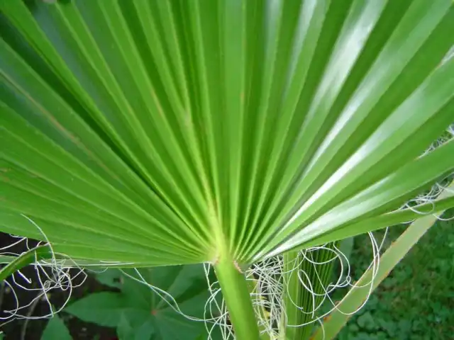 Лист Вашингтонии нитеносной