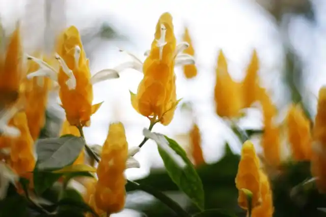 Пахистахис жёлтый (Pachystachys lutea)