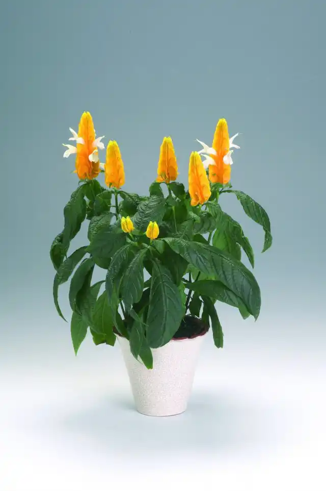 Пахистахис жёлтый (Pachystachys lutea)