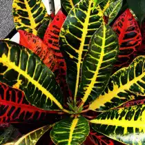 Кодиеум пёстрый «Браво» (Codiaeum variegatum 'Bravo')