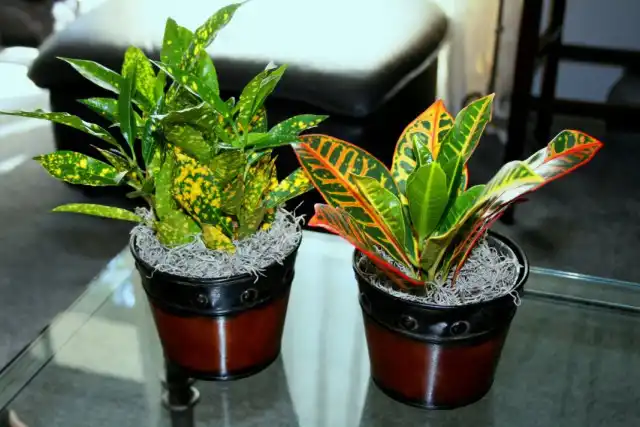 Кодиеумы пёстрые «Голд Стар» и «Петра» (Codiaeum variegatum 'Gold Star' &amp; 'Petra')