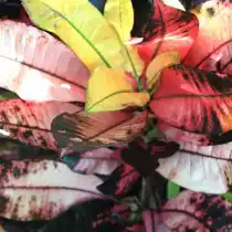 Кодиеум пёстрый «Миссис Айстон» (Codiaeum variegatum 'Mrs. Iceton')