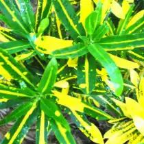 Кодиеум пёстрый «Санни Стар» (Codiaeum variegatum 'Sunny Star')