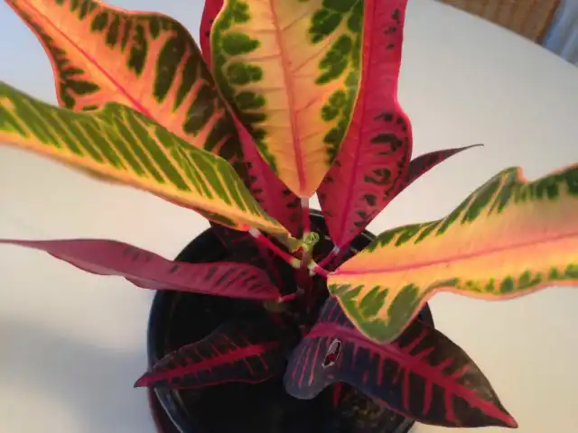 Кодиеум пёстрый (Codiaeum variegatum)