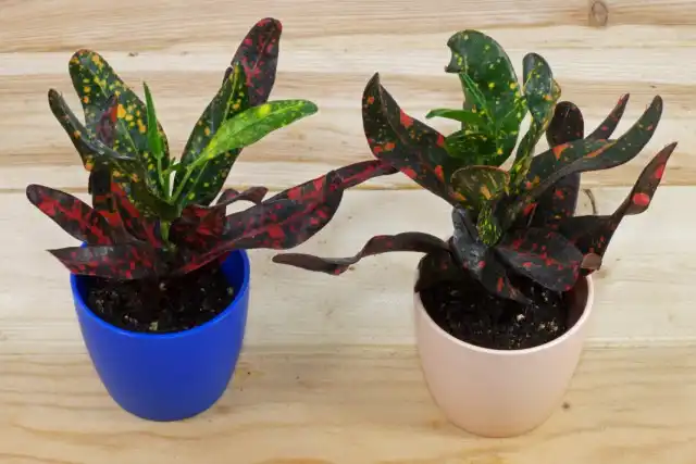 Молодые кодиеумы