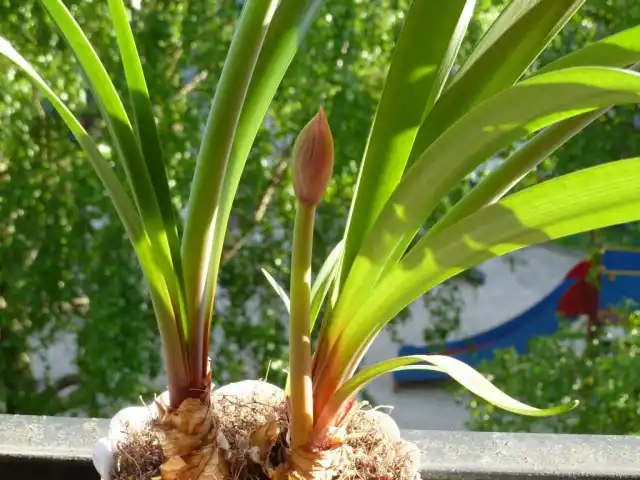 Циртантус высокий, или циртантус возвышенный (Cyrtanthus elatus)