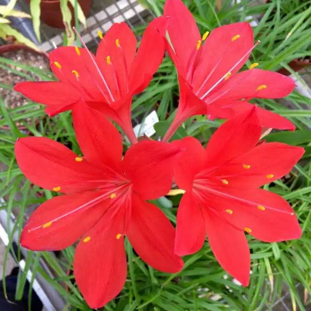 Циртантус высокий, или циртантус возвышенный (Cyrtanthus elatus)