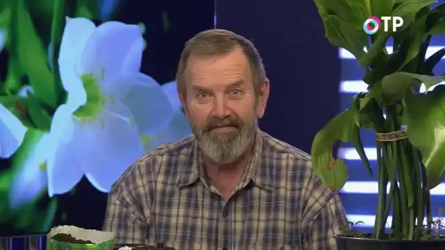 Як пересадити еухаріс? Відео