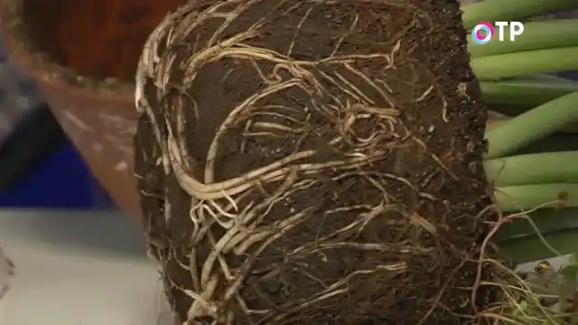 Вынимаем Эухарис из горшка