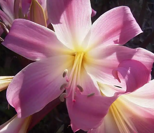 Амариллис белладонна, или Амариллис красавица (Amaryllis belladonna)