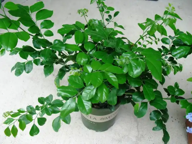 Муррайя метельчатая (Murraya paniculata)
