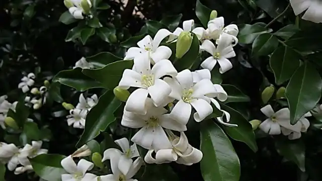 Муррайя метельчатая (Murraya paniculata)