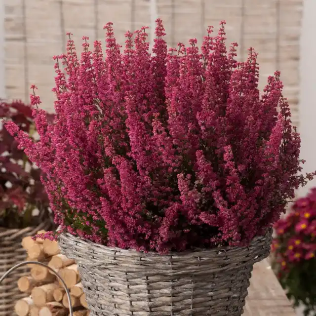 Эрика изящная (Erica gracilis)
