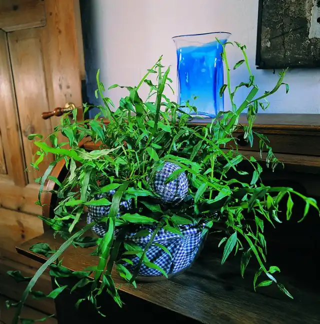 Гомалокладиум плосковеточный (Homalocladium platycladum)