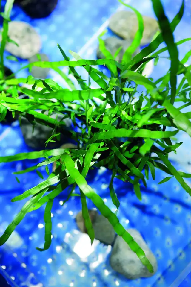 Гомалокладиум плосковеточный (Homalocladium platycladum)