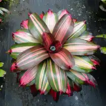 Гибрид неорегелии Королина, сорт «Крайола» (Neoregelia 'Crayola')