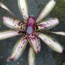 Гибрид неорегелии Королина, сорт «Фрасиерс Гранде» (Neoregelia 'Frasiers Grande')