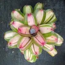 Гибрид неорегелии Королина, сорт «Леди Линда» (Neoregelia 'Lady Linda')